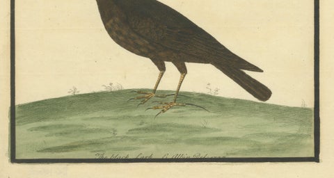 Antique Hand-Colored Engraving of The Black Lark by Eleazar Albin, circa 1730, close-up 4