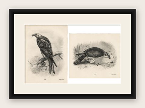 Antique Honey Buzzard Bird Prints by Lilian M. Medland, Set of Two, 1908, shown framed