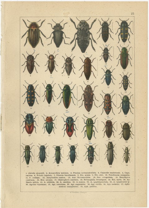 Antique Beetle Chromolithographs, European Coleoptera Plates, Calwer 1893, view 2