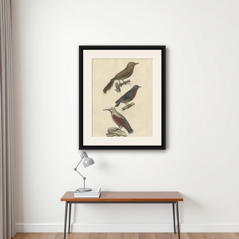 Original Old Bird Print of a Woodcreeper, a Flowerpecker and a Wallcreeper, shown framed on a wall