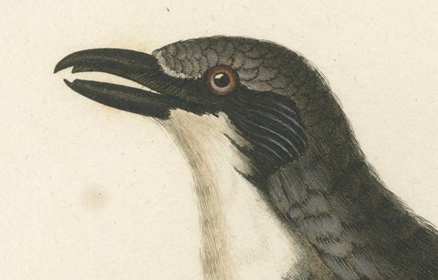 Original Shrike Illustration - 'La Collurie ardoisée' Handcolored Print, 1807, close-up 1