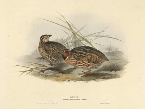 Beautiful Antique Hand-Colored Bird Print of the Common Quail by Gould, 1832, view 3