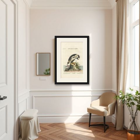 Hand-Colored Engraving of the Small Black and White Duck by Seligmann, ca.1770, shown framed in a room