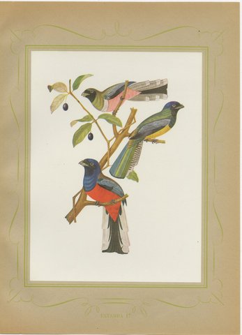 Trogons and Jays, Brazilian Bird Print, Descourtilz, 1944, view 2