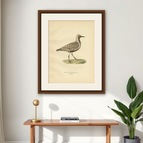 Antique Bird Print of the Grey Plover by Von Wright, 1929, shown framed on a wall