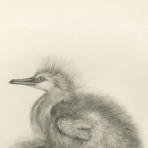 Young Night Heron, Antique Bird Print after Lilian Medland, circa 1909, close-up 2