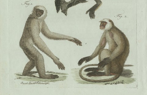 Original Antique Print of Three Monkeys by Bertuch, circa 1805, close-up 5