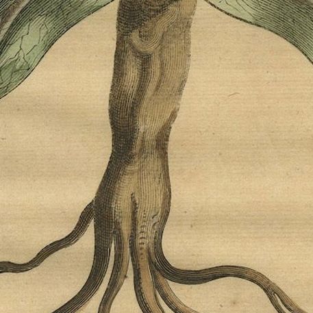 Botanical Engraving of Arrowhead from Munting’s 1696 Herbal Collection, close-up 5