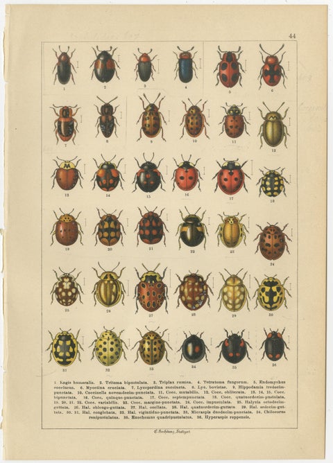 Decorative Antique Beetle Prints, Vibrant Chromolithograph Set of 8, Calwer 1893, view 5