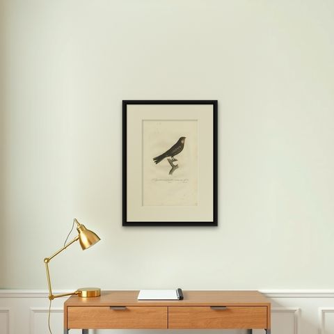 Antique Bird Print of a Nightjar by Vieillot, '1807', shown framed on a wall