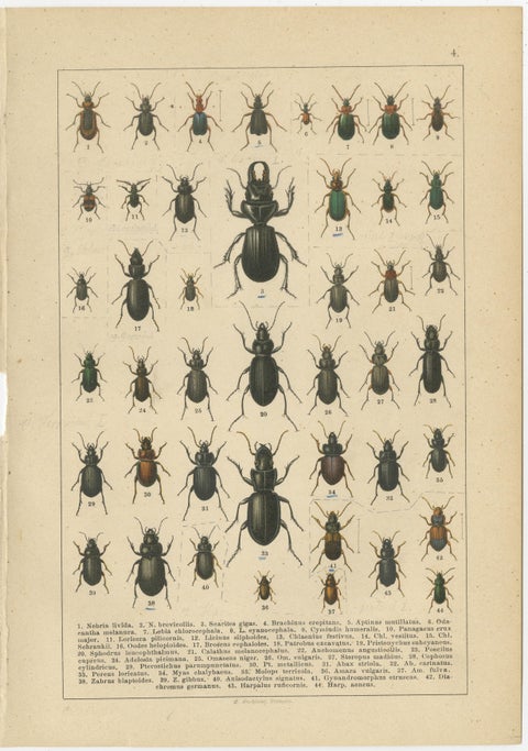 Decorative Antique Beetle Prints, European Coleoptera Plates, Entomology 1893, view 5