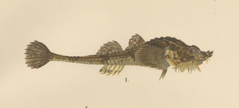 Armored Bullhead, Atlantic Mackerel and Horse Mackerel - Amazing 1895 Fish Litho, close-up 2