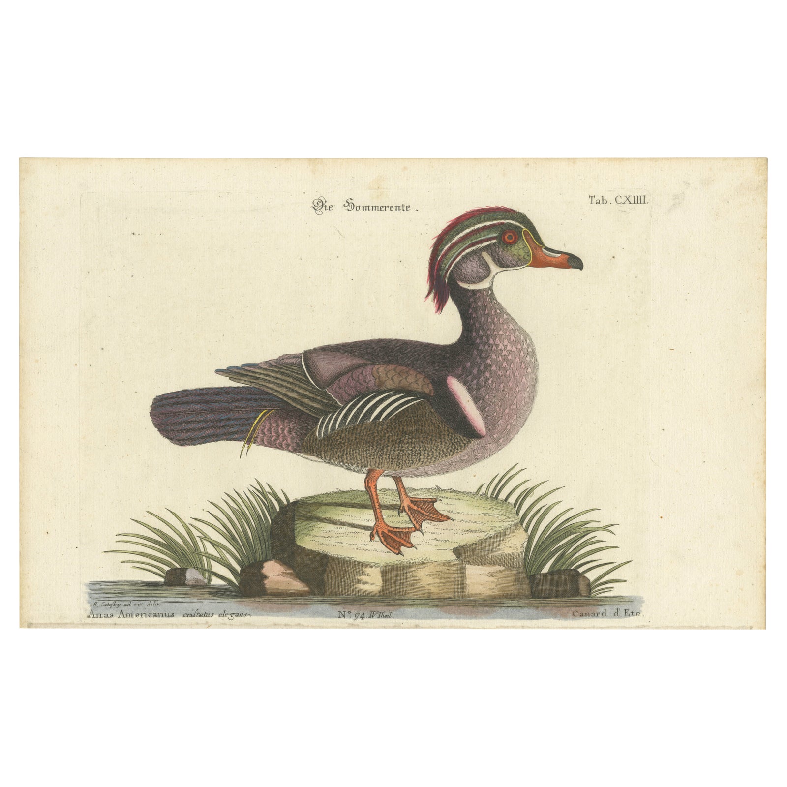 Wood Duck, Die Sommerente / Canard d’Été, after Mark Catesby, Seligmann, c.1770