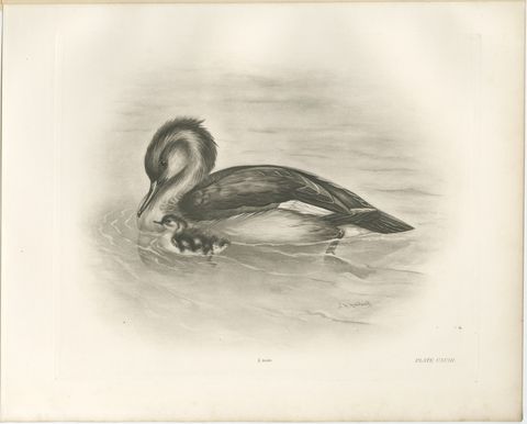 Merganser and Young, Antique Bird Print after Lilian Medland, circa 1909, view 2