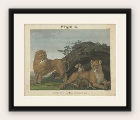 Antique Print of a Lion, Lioness and Lion Cubs, shown framed