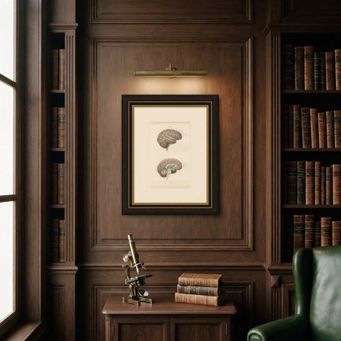 The Brain in Lateral and Median View, Antique Hirschfeld Anatomy Print, 1866, shown framed on a wall