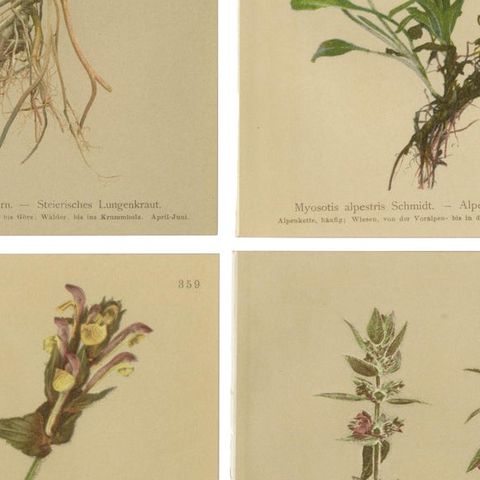 Antique Botanical Prints Alpine Flora Set of 8, Chromolithographs, 1897, close-up 2