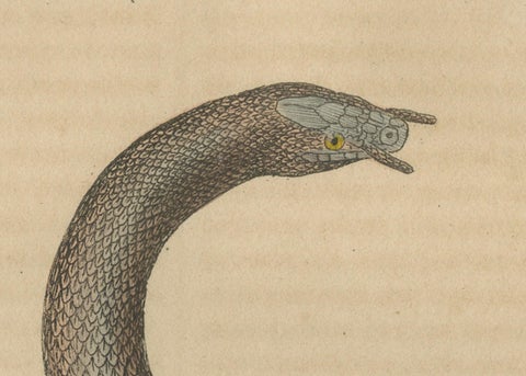Aquatic Ambush: Hand-Colored Engraving of The Tentacled Snake, 1845, close-up 1