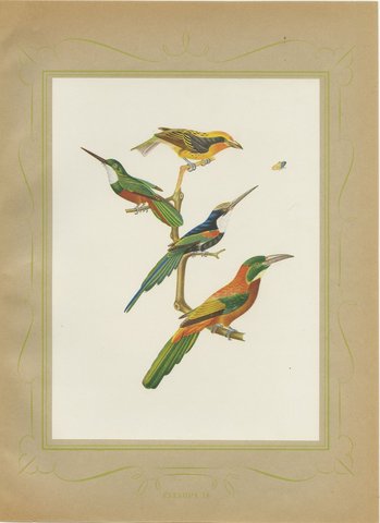Jacamars and Motmots, Brazilian Bird Print, Descourtilz, 1944, view 2