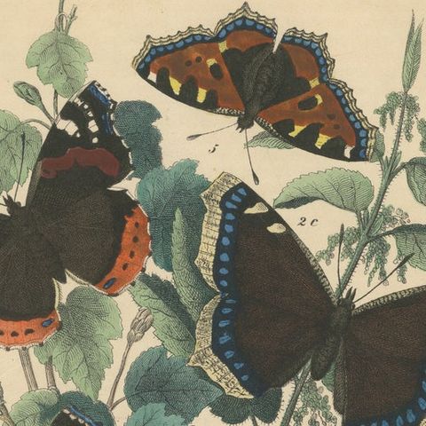 Lithograph of European Butterflies, Admirals, Tortoiseshells and Peacocks, 1863, close-up 6