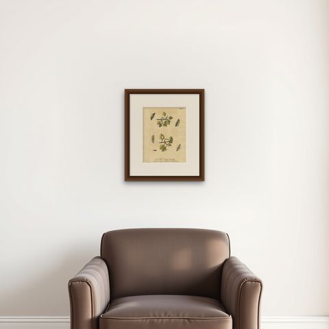 English Moths on Hawthorn Branch, Early 18th-Century Hand-Colored Print, shown framed on a wall