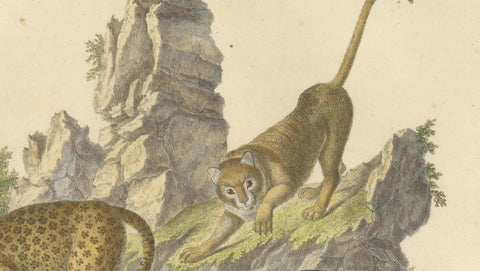 Antique Leopard & Panther Lithograph by Karl Joseph Brodtmann, 1816, close-up 4