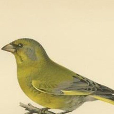 Antique Bird Print of the European Greenfinch by Von Wright, 1927, close-up 1