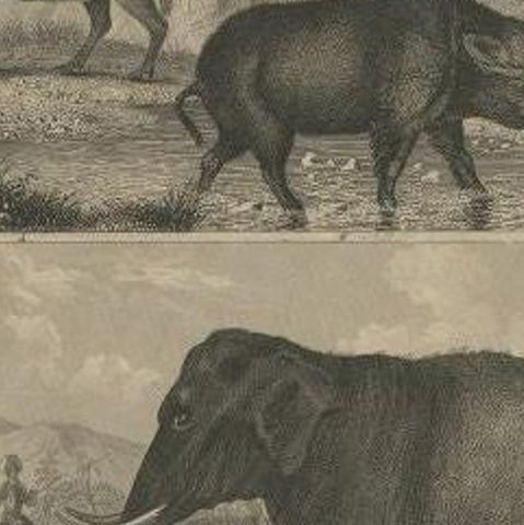 Antique Print of an Elephant, Tapir and Other Animals, C.1855, close-up 2