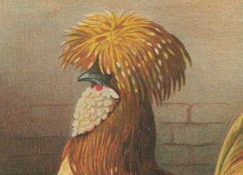 The Elegant Chamois Polish Chicken - A Rare 19th Century Poultry Lithograph, close-up 3