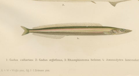 Atlantic Cod, Haddock, Garfish and Sand Eel - Scandinavian Fish Lithograph, 1895, close-up 2