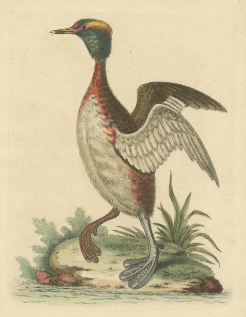 Antique Bird Print of a Horned Grebe, view 3