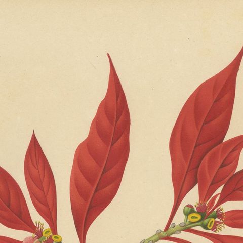 Original Antique Poinsettia Botanical Chromolithograph by Hoola van Nooten, 1880, close-up 5