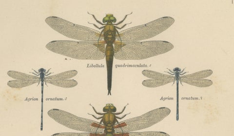 Set of Three Dragonfly Lithographs from Die Geradflügler Mitteleuropas, 1908, close-up 2