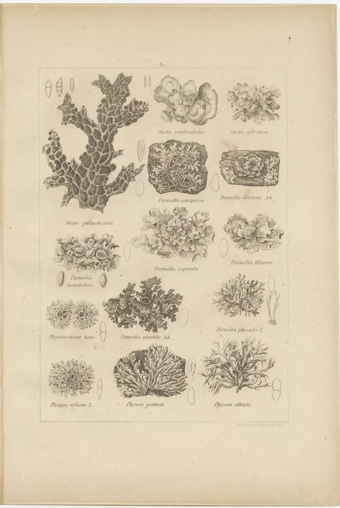 Antique Lichen Prints Set of 6, German Botanical Lithographs 1874, view 9