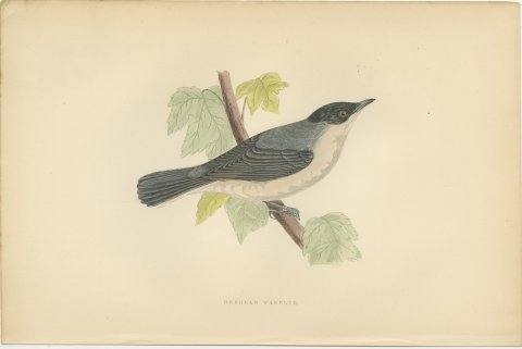 Orphean Warbler with Black Hood, Antique Hand Colored Morris Plate, 1896, view 2