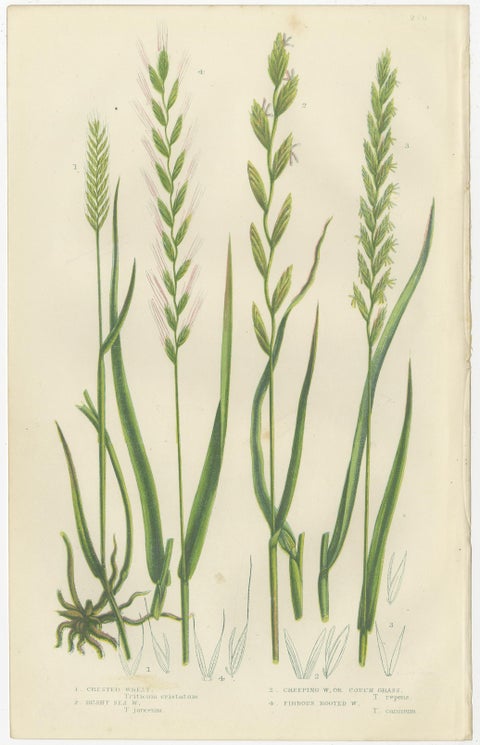 British Rushes, Pair of Victorian Botanical Engravings, 1873, view 2