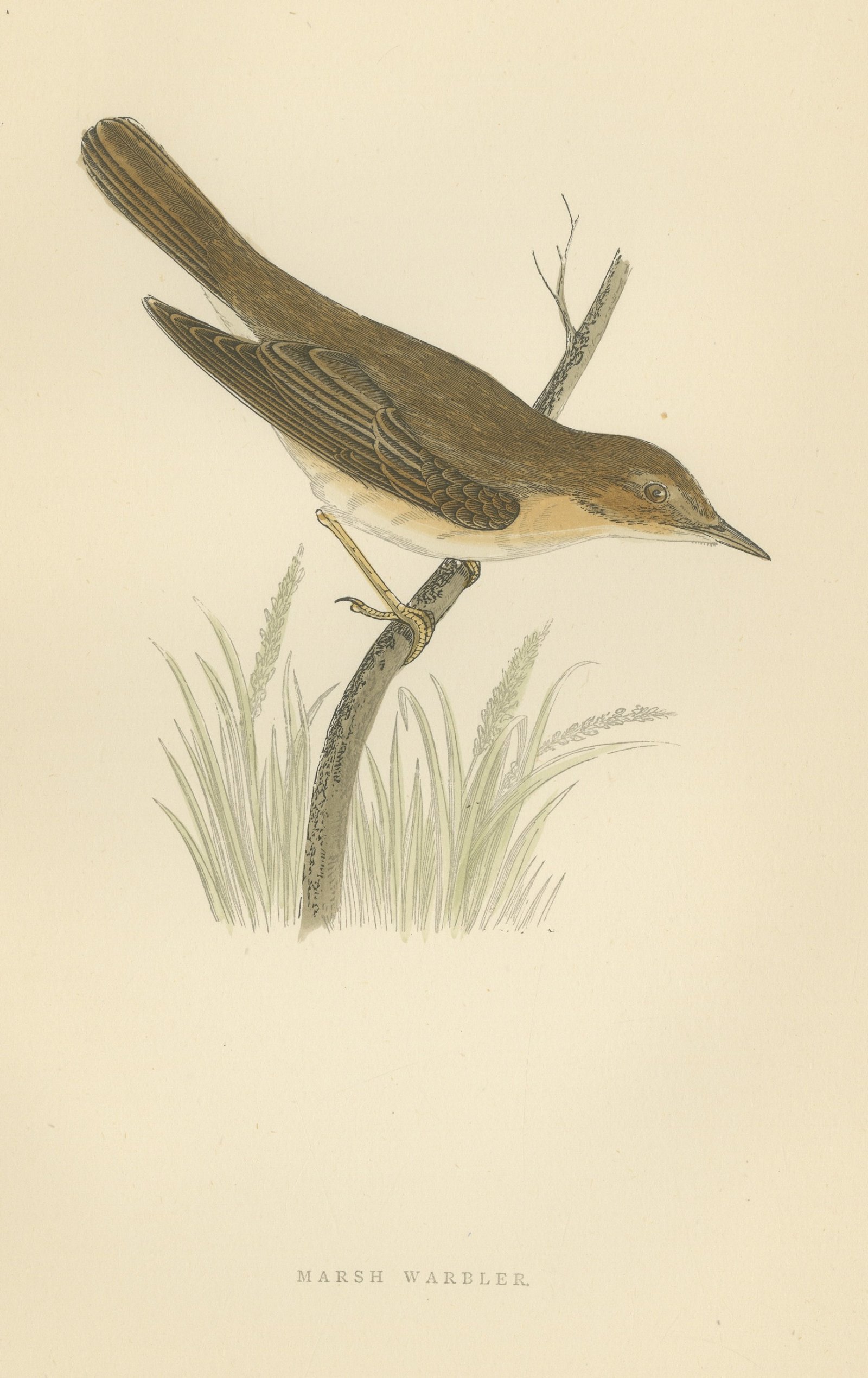 Marsh Warbler above a Grass Tussock, Hand Colored Morris Bird Print, 1896