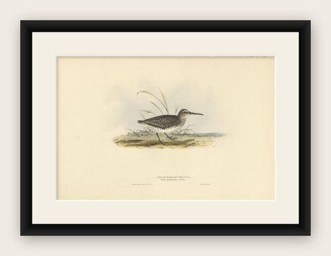 Antique Bird Print of the Broad-Billed Sandpiper by Gould, 1832, shown framed
