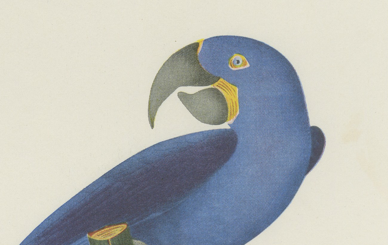 Hyacinth Macaw, Brazilian Bird Print, Descourtilz, 1944, view 3