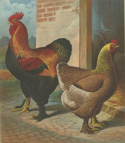 The Magnificent Partridge Cochinchina - A Rare 19th Century Poultry Lithograph, close-up 4