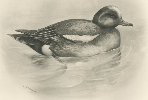 Wigeon Drake Swimming, Plate CLXXIX after Lilian Medland, c. 1909, close-up 1
