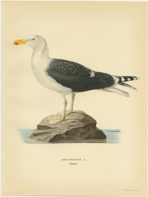Antique Bird Print of the Great Black-Backed Gull by Von Wright, 1929, view 3