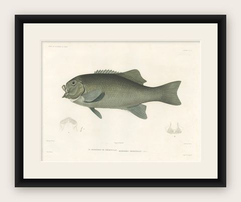 Antique Print of Fréminville’s Reef Fish, Hand-Colored French Lithograph, 1846, shown framed
