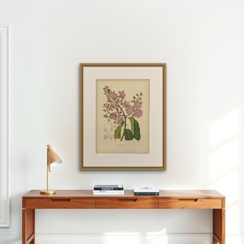 Original Antique Botanical Chromolithograph of Queen's Crape Myrtle, c. 1880, shown framed on a wall