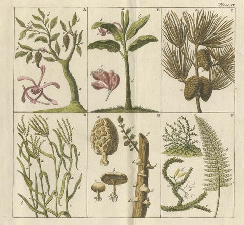 Antique Botany Print of Various Trees, Mushrooms and Ferns '1808', view 2