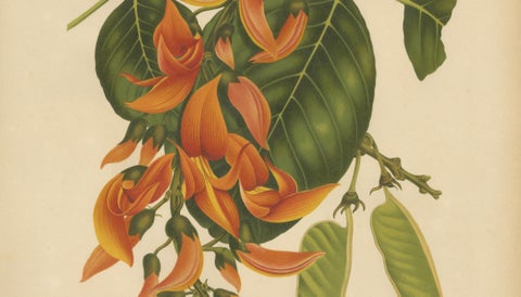 Original Antique Flame of the Forest Botanical Chromolithograph, ca.1880, close-up 3
