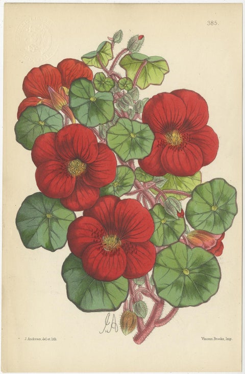 Set of 4 Antique Botany Prints, Red, by Brooks 'c.1870', view 2