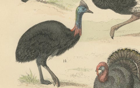Game Birds & Flightless Birds Print: Peacock, Ostrich, Cassowary, Antique 1867, close-up 2