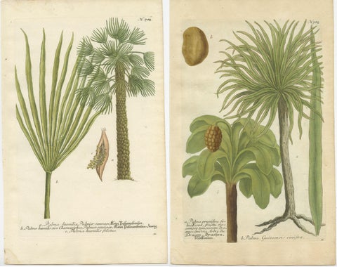 Set of 2 Botany Prints of the European Fan Palm and Copernicia Prunifera, c.1740, view 4