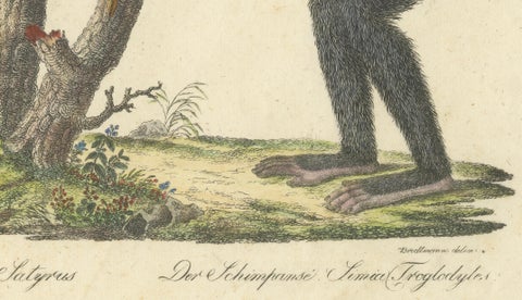 Antique Orangutan & Chimpanzee Lithograph by Karl Joseph Brodtmann, 1816, close-up 6